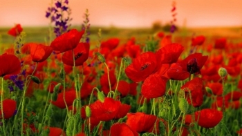 4 loại hoa “địa ngục” đẹp mấy cũng đừng trồng trong nhà, cẩn thận tiền tài thất thoát