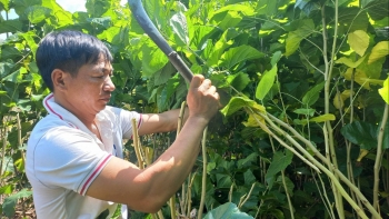 Trắng tay với cây tỷ đô, giờ trồng cây này quanh năm hái lá ra tiền thu nhập đều như công chức