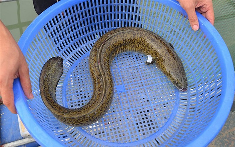 Cá chình có chứa có chứa độc tố ciguatera