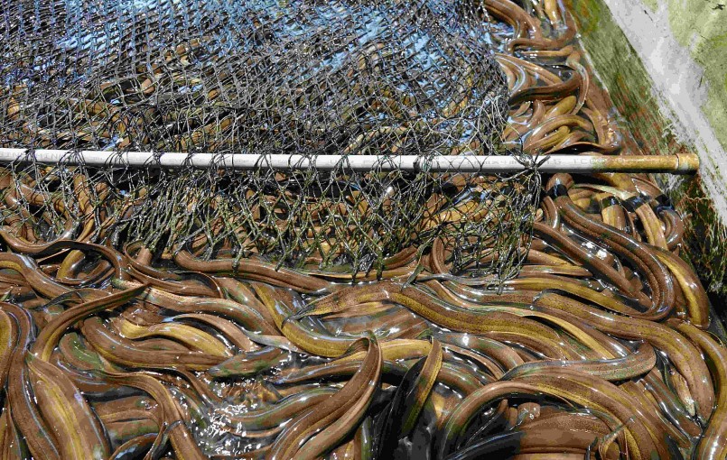 Phương pháp nuôi lươn không bùn trong bể tuần hoàn không cần thay nước, lươn nuôi mật độ dày, phát triển nhanh.