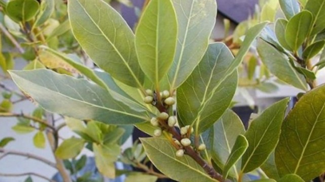 Một loại lá là gia vị nấu phở, bún bò, bán cho nước ngoài thu về triệu đô