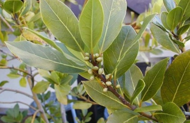 Một loại lá là gia vị nấu phở, bún bò, bán cho nước ngoài thu về triệu đô