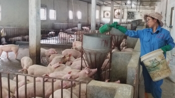 Giá heo hơi hôm nay 19/7: Giảm sâu nhất 2.000 đồng/kg,  đỉnh giá sẽ tái lập khi heo bước vào chu kỳ tăng