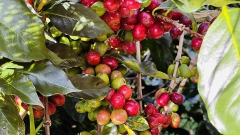 Giá nông sản hôm nay 19/7: Cà phê rung lắc, giá trong nước giảm, hồ tiêu bất động trước áp lực giảm cầu