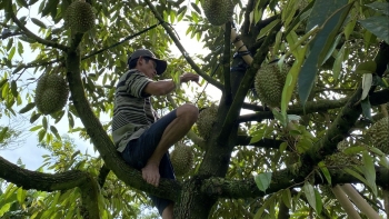 Sầu riêng Khánh Sơn chưa vào vụ thương lái đã đặt cọc cháy hàng, giá tăng cao kỷ lục lãi 1 tỷ/ha