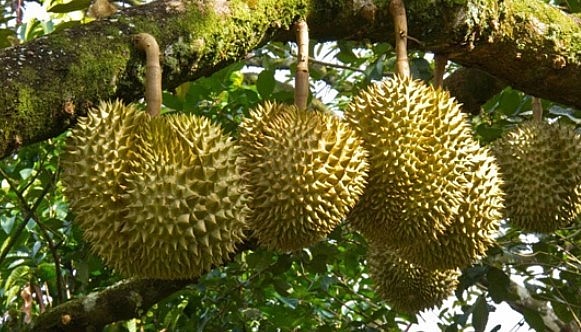 Sầu riêng Khánh Sơn đã khẳng định thương hiệu nhờ chất lượng thơm ngon.