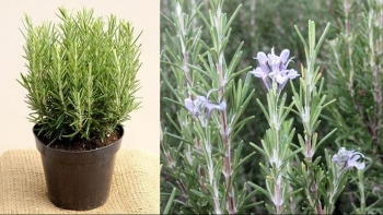 Đừng trồng hoa ở ban công, hãy trồng 3 chậu cây “thơm nức mũi” vừa đẹp vừa ăn được