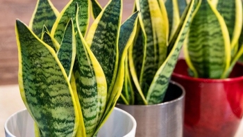 Cây Lưỡi hổ - Dược liệu quý trị viêm họng, khàn tiếng