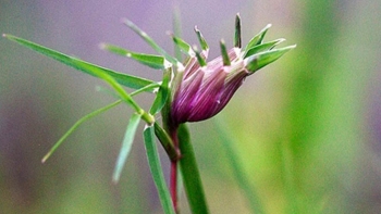 Tác dụng hữu ích của cây cỏ gà