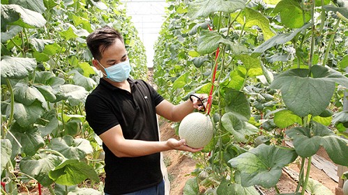 Phấn đấu đến năm 2025 có từ 60% hợp tác xã nông nghiệp hoạt động tốt, khá trở lên