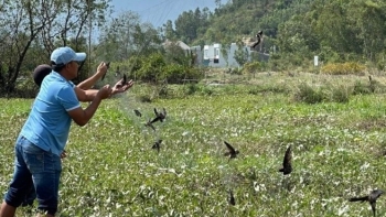 Mang về trăm triệu USD xuất khẩu nhưng nghề nuôi chim yến có nguy cơ vỡ trận chỉ vì lưới tàng hình