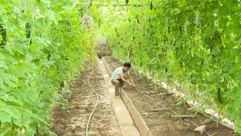 Ông Nguyễn Văn Tấn đã tiên phong đưa cây trồng ngoại về đất lúa và có thu nhập cao.