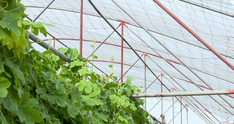 Ông Tấn đầu tư khoa học công nghệ vào sản xuất giúp mang lại hiệu quả kinh tế cao