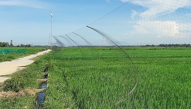 Lưới tàng hình dăng khắp nơi để bắt chim trời khiến hủy diệt đàn yến.