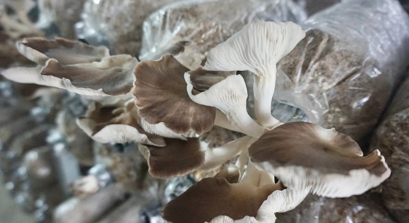 Trại nấm bào ngư đã đem lại thu nhập 300 triệu đồng mỗi năm.