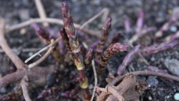 Loại rau phát triển ở nhiệt độ âm, giá vài chục triệu đồng mỗi kg vẫn được nhà giàu xếp hàng đợi mua