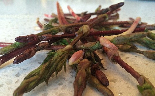 chồi hoa bia được xem là một thứ nguyên liệu tuyệt vời để chế biến các món đặc sản