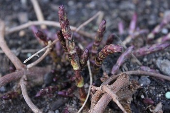 Loại rau phát triển ở nhiệt độ âm, giá vài chục triệu đồng mỗi kg vẫn được nhà giàu xếp hàng đợi mua