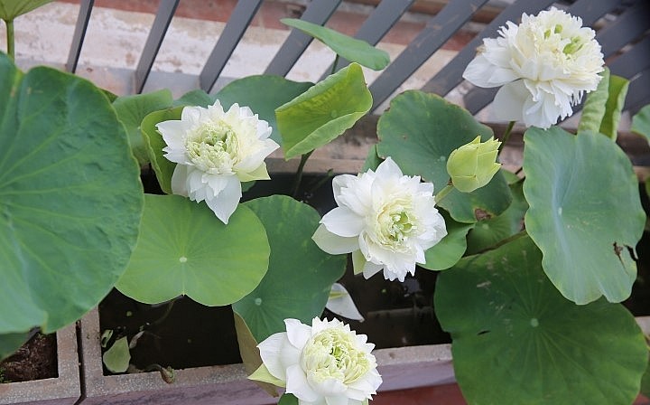 Trồng sen trên sân thượng rất công phu  từ việc chọn giống sen phù hợp và quy trình chăm sóc chuẩn.