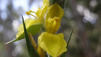 Tác dụng không ngờ của cây cỏ đuôi lươn