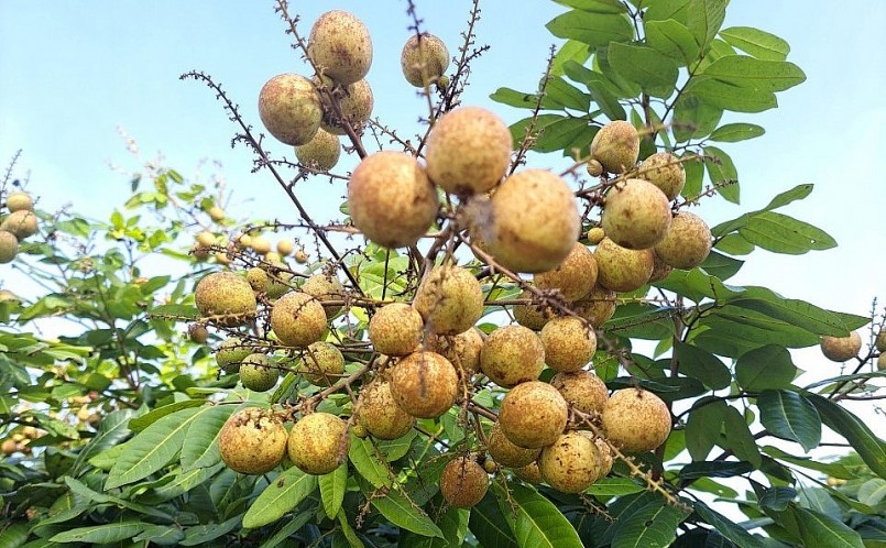 Nhãn Long Phụng Châu chỉ 3 năm là đạt năng suất 1 tạ trái mỗi cây. Nhãn Long Phụng Châu chỉ 3 năm là đạt năng suất 1 tạ trái mỗi cây.