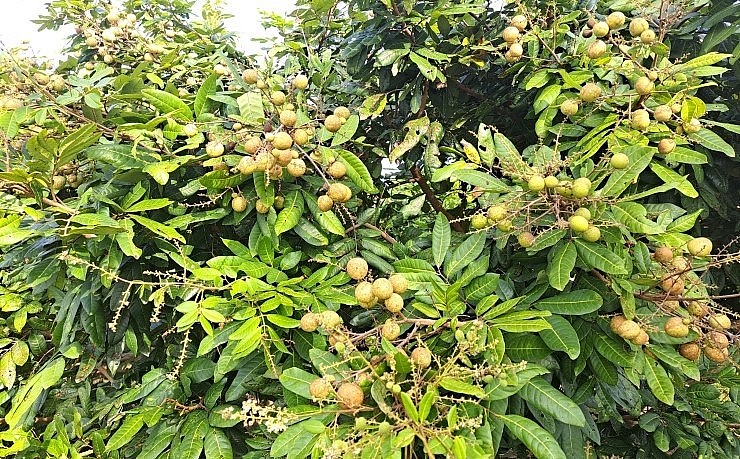 Ông Nguyễn Hiếu Thiện cho biết vườn nhãn trái “Long Phụng Châu” còn khoảng 20 ngày nữa là thu hoạch. Ông Nguyễn Hiếu Thiện cho biết vườn nhãn trái “Long Phụng Châu” còn khoảng 20 ngày nữa là thu hoạch.