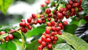 Giá nông sản hôm nay 20/7: Giá cà phê tăng bùng nổ sát ngưỡng 67.000 đồng/kg, hồ tiêu tìm lực đẩy do thiếu nguồn cung