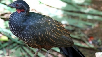 Loài chim lạ thải ra thứ đắt như vàng, ai uống cũng mê