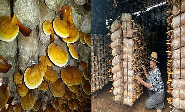 Nấm linh chi giống Hàn Quốc sinh trưởng phát triển tốt tại địa phương và cho hiệu quả kinh tế cao.