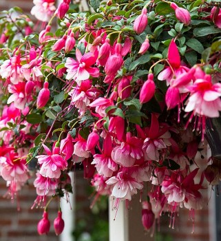 3 loại hoa "vương công quý tộc”, trồng trong nhà không giàu sang cũng phú quý