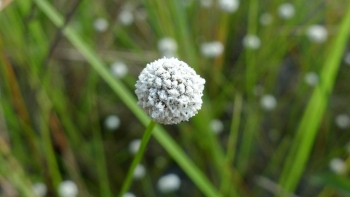 Cỏ dùi trống giúp trừ phong nhiệt, làm sáng mắt tan màng mộng