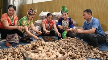 Đưa củ gừng thoát cảnh bấp bênh nhờ đạt chuẩn OCOP, nâng chất xuất khẩu khắp thế giới