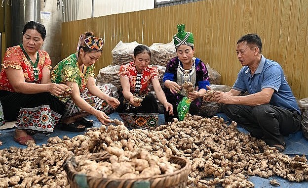 Cựu chiến binh Nguyễn Văn Luân hướng dẫn bà con chọn giống gừng cho vụ tiếp theo. Cựu chiến binh Nguyễn Văn Luân hướng dẫn bà con chọn giống gừng cho vụ tiếp theo.