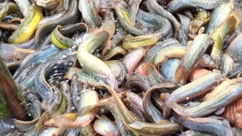 Biến ruộng lúa trũng thành ao nuôi chạch sụn, thương lái thu mua không đủ bán, lãi 300 triệu mỗi năm