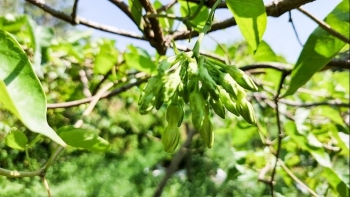 Trồng loại cây hoa từng chùm thoảng hương thơm, một vụ thu 20 đợt lãi 20 triệu đồng mỗi sào