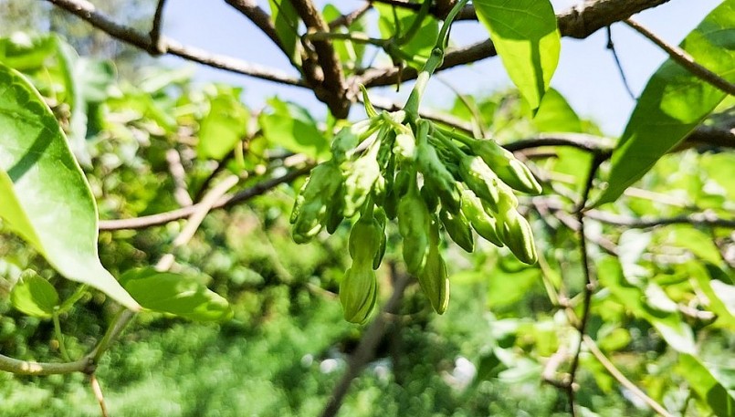 Vựa hoa thiên lý tại huyện Nam Đàn bước vào vụ thu hoạch rộ, năm nay được mùa giá bán cao.