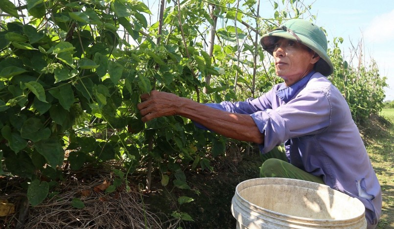 Mỗi vụ hoa thiên lý người dân thu được 20 đợt, hái tới đâu người mua hết tới đó.