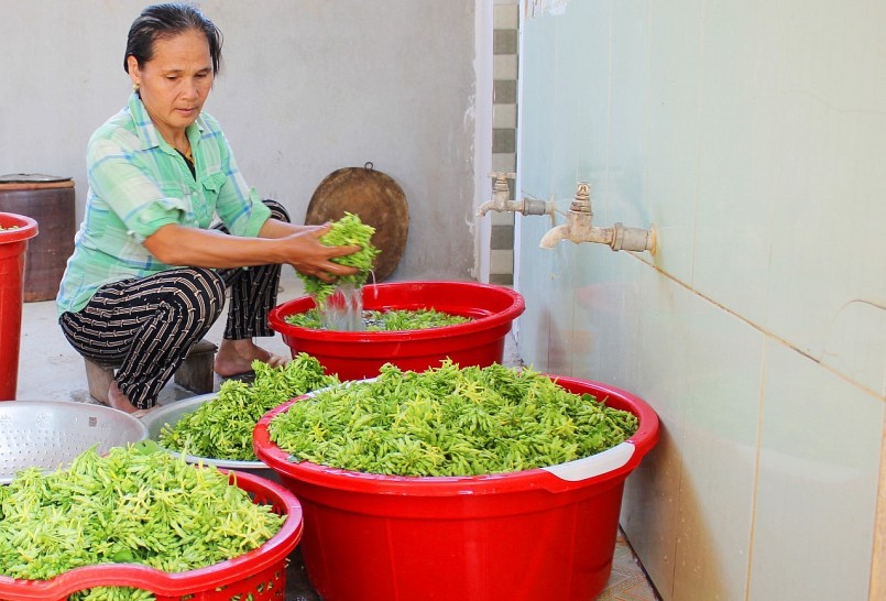 Hoa thiên lý sau khi hái về được rửa sạch sau đó bán cho thương lái.