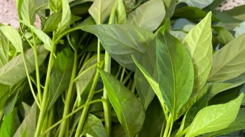 Loại lá giàu canxi hơn cả sữa nhưng ít người biết ăn, nấu chung với trứng được món đại bổ