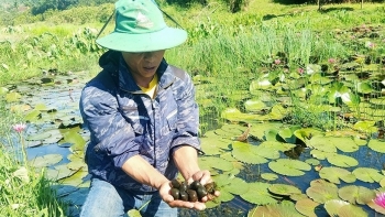 Bất ngờ khu đầm nhìn toàn cỏ lác với hoa súng bên dưới nuôi dày ốc đặc sản thu nửa tỷ mỗi vụ