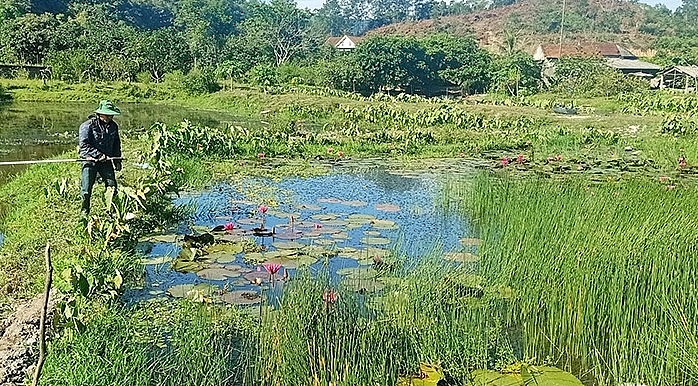 Anh Hoàng Văn Minh tại ao nuôi ốc bươu đen của gia đình.