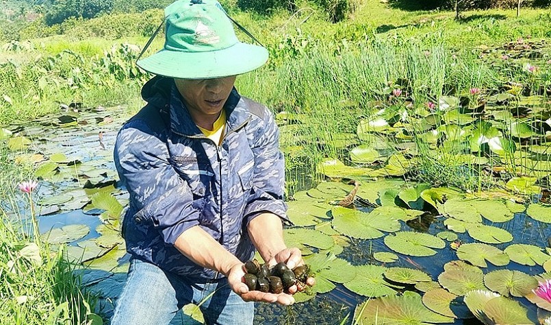 Ốc bươu phát triển và sinh trưởng tốt trong ao nuôi của gia đình anh Minh.