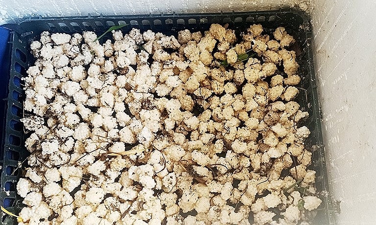 Trứng ốc sau khi thu gom anh Minh sẽ đưa vào thùng ấp, tỷ lệ nở trên 90%.