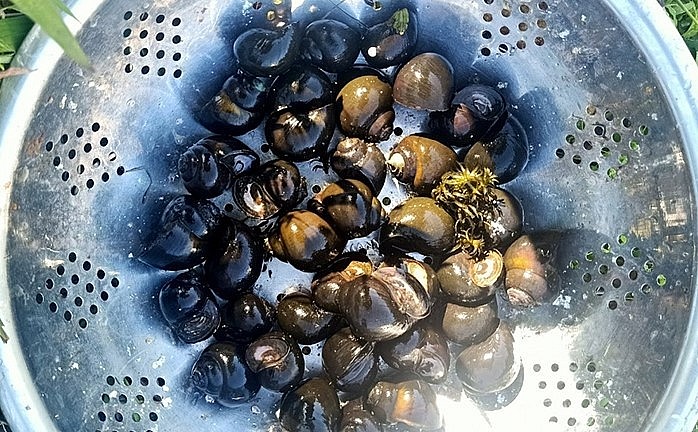 Riền tiền bán ốc thương phẩm mỗi năm anh Minh thu về gần nửa tỷ đồng.