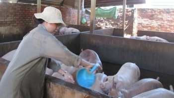 Giá heo hơi hôm nay 21/7: Giảm nhẹ ở miền Bắc, dự báo giá heo sẽ tăng bền vững và lập đỉnh 70.000 đồng/kg