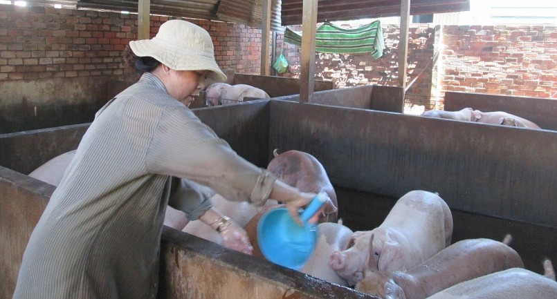 Giá heo hơi hôm nay (21/7), giảm rải rác ở miền Bắc. Hiện mức trung bình khoảng 62.000 – 65.000 đồng/kg. Giá heo hơi hôm nay (21/7), giảm rải rác ở miền Bắc. Hiện mức trung bình khoảng 62.000 – 65.000 đồng/kg.