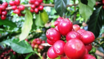 Giá nông sản hôm nay 21/7: Giá cà phê giảm sốc 1.200 đồng/kg, hồ tiêu giằng co dưới mức 70.500 đồng/kg