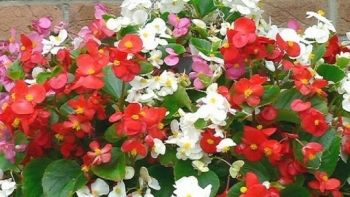 3 loại hoa trồng ở ban công, vừa có thể thưởng hoa vừa có vị thuốc quý trong nhà