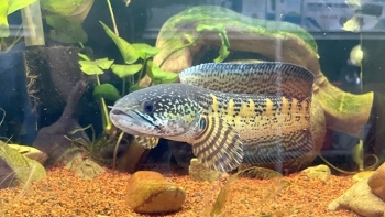 Kỹ sư điện thất nghiệp về nuôi cá cảnh bạo tay đầu tư 160 bể nuôi, thu lợi nhuận 25 triệu đồng/tháng