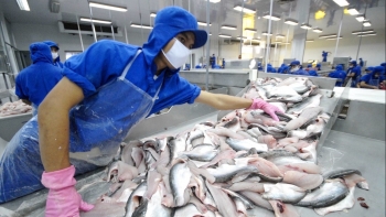 Xuất khẩu cá tra trên đà phục hồi